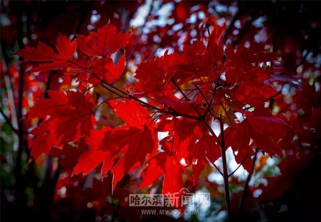 里番 新番 在线海报