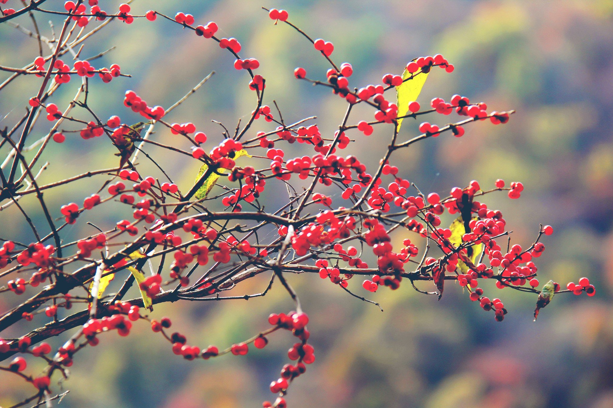 吃瓜网每日大赛主题大赛海报