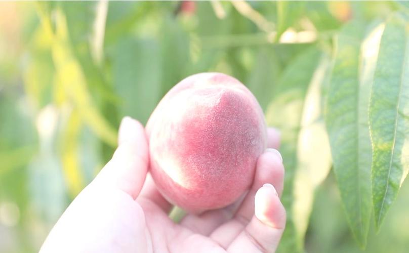 男模同 未曾出租的男模同烟雾