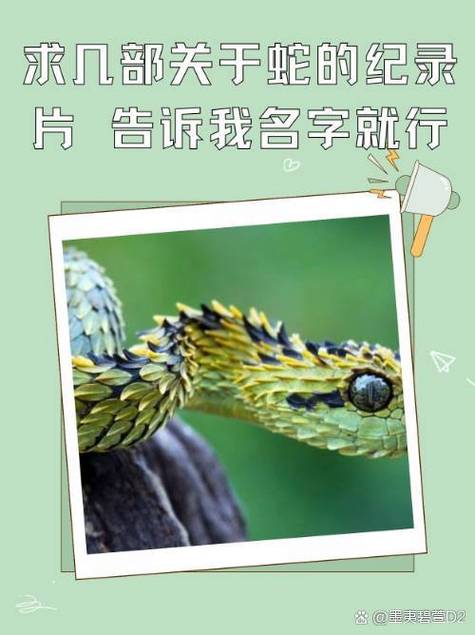 寸止挑战二十四期海报